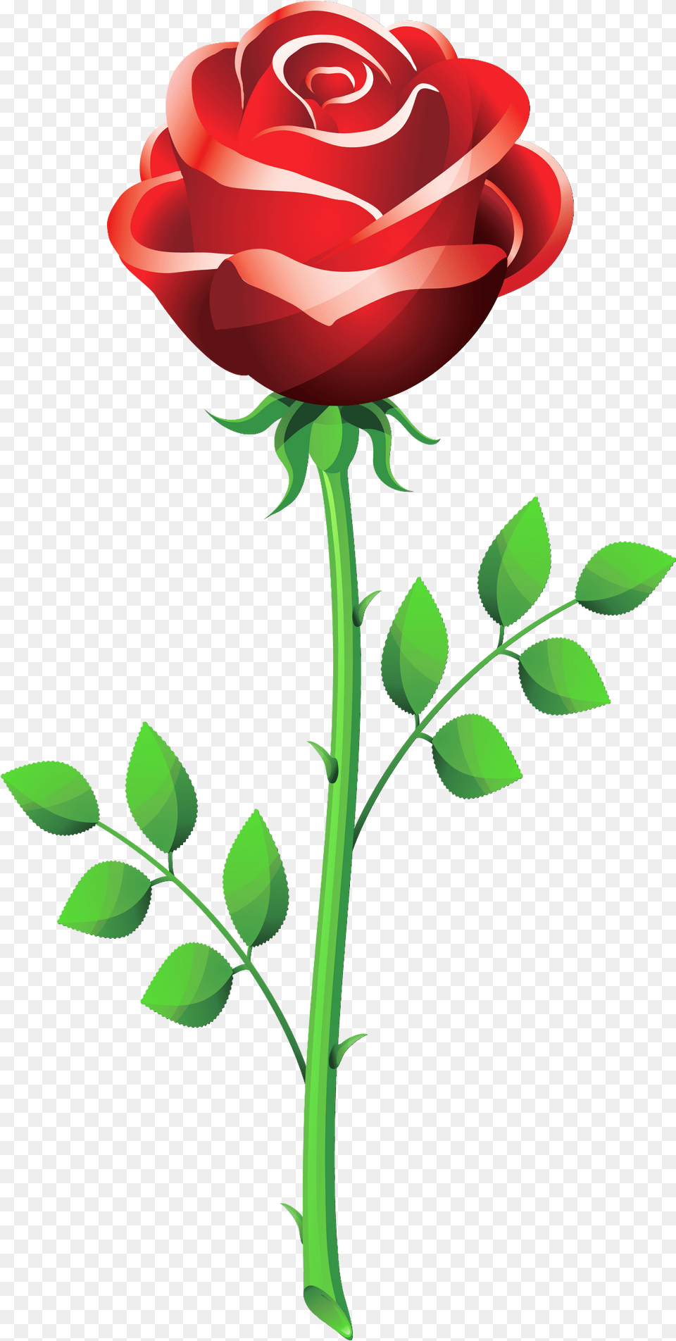 Rose Clipart Picture Rose Flower Vector, Plant Free Transparent Png