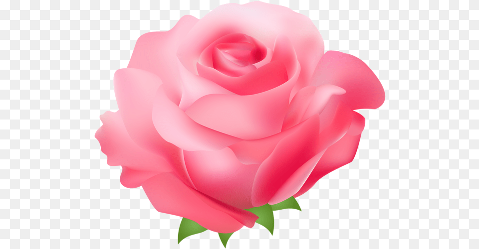 Rose Clipart Pink Picture Feliz Dia Dela Mujer, Flower, Petal, Plant Png Image