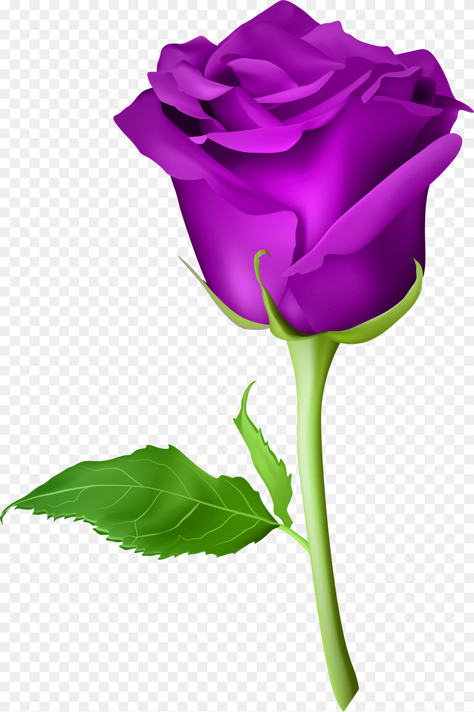 Rose Clipart Purple Gulab Ka Phool, Flower, Plant, Person Free Png Download