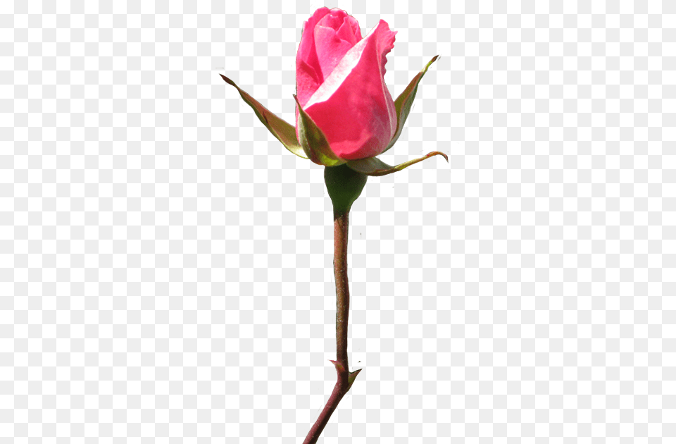 Rose Clipart Rosebud Background, Bud, Flower, Plant, Sprout Free Transparent Png