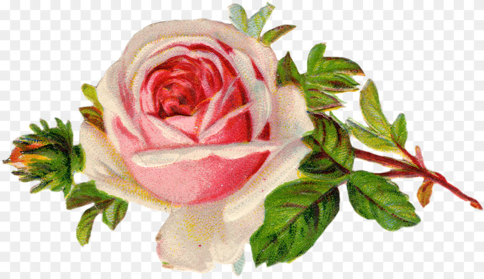 Rose Clipart Single, Flower, Plant Png