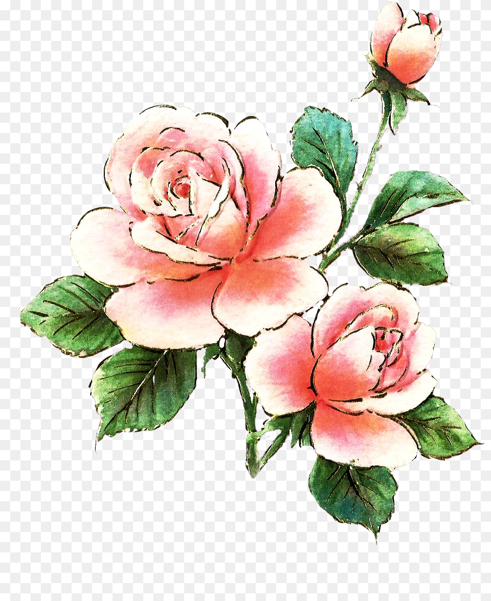 Rose Clipart Single, Plant, Flower, Art, Graphics Png