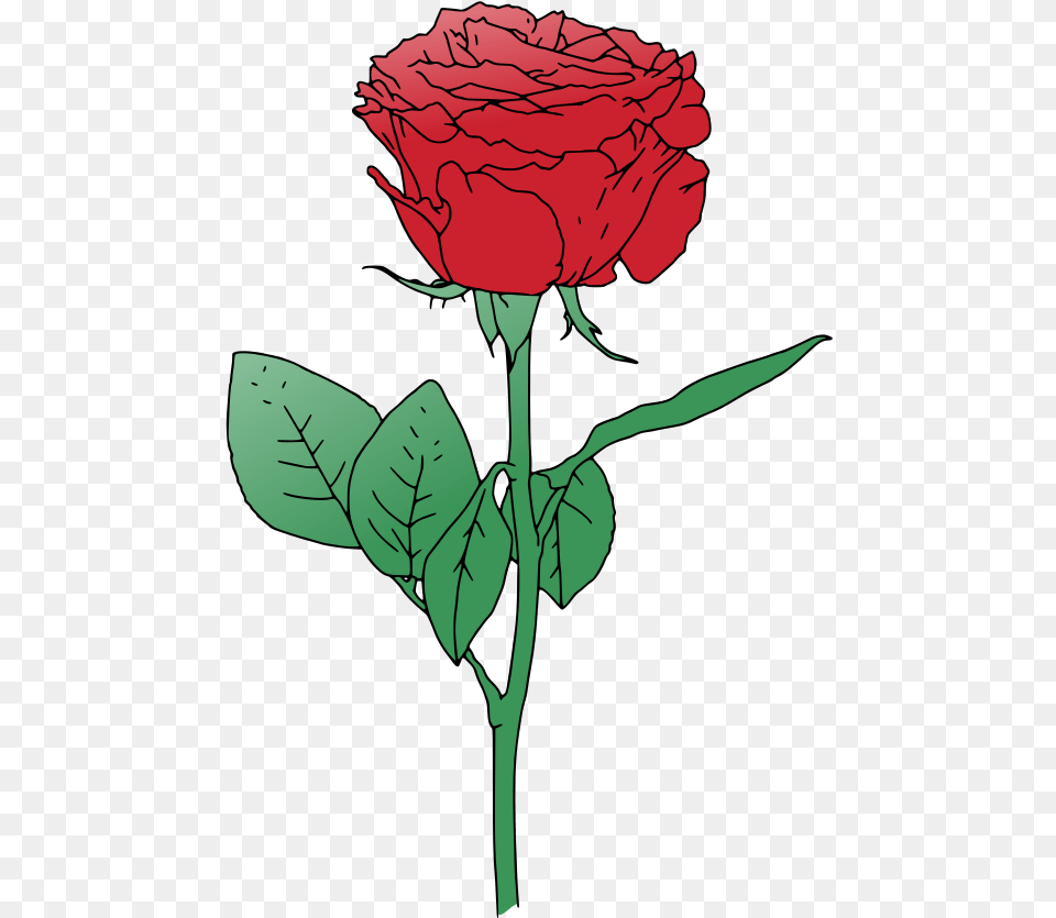 Rose Clipart Single Rose Flower Vector, Carnation, Plant, Adult, Female Free Png