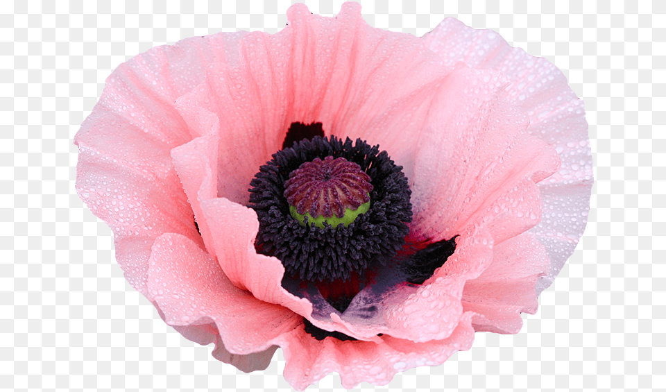Rose Clipart Tumblr Opium Flowers Transparent, Flower, Plant, Poppy Free Png