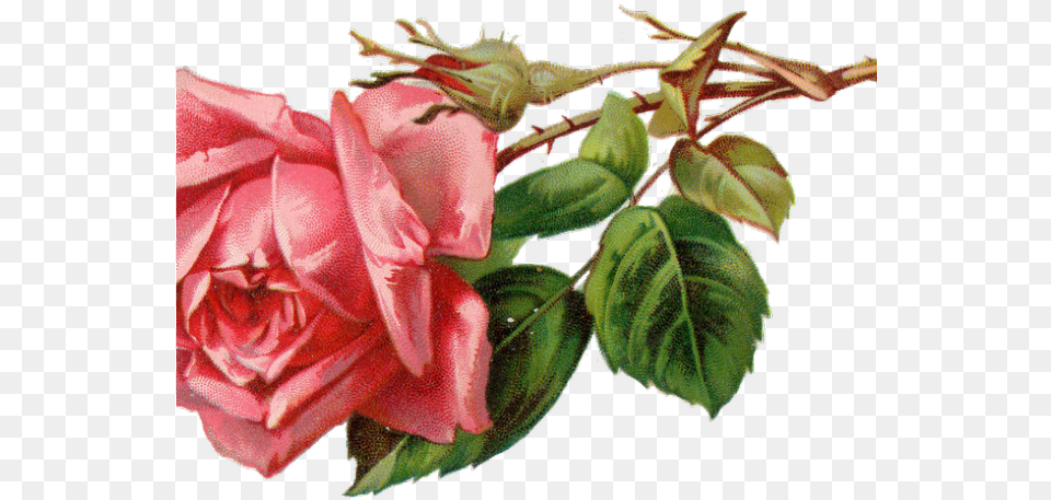 Rose Clipart Vintage Rose Clipart Download Vintage Rose Clipart Pink, Flower, Plant, Petal Png
