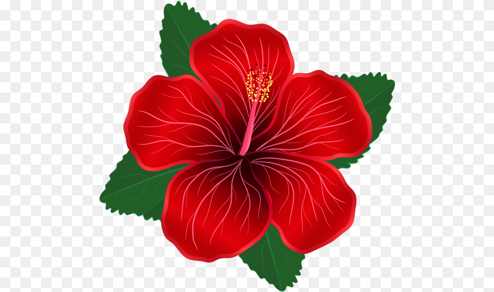 Rose Cliparts Hibiscus Red Flower Clipart, Plant Png Image