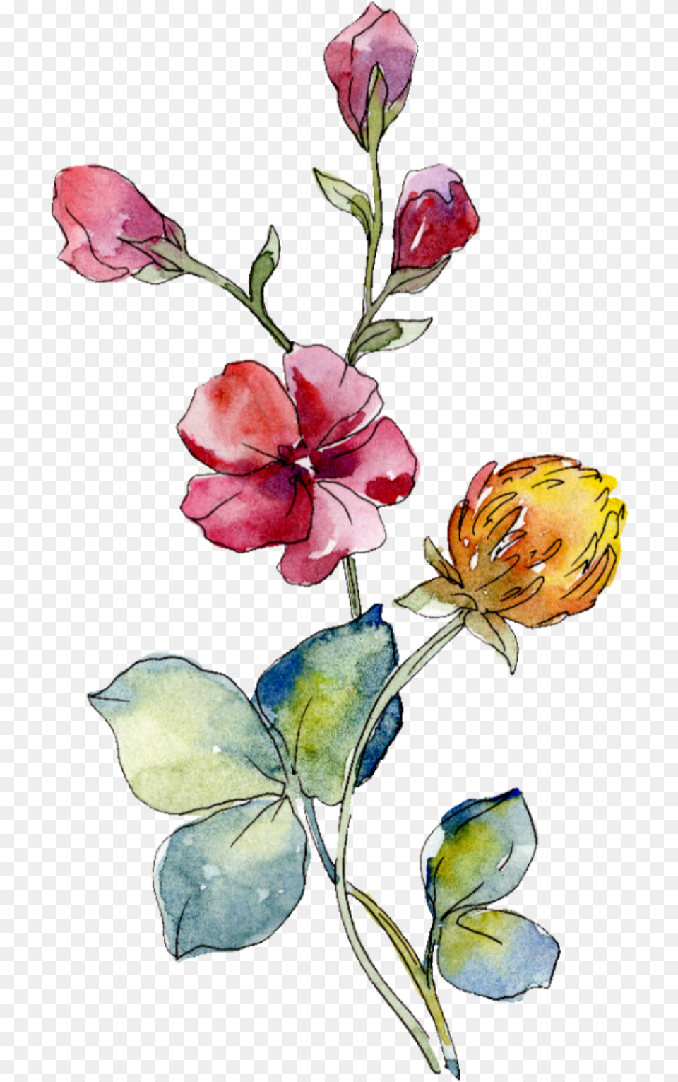 Rose Cliparts Transparent Summer Flower Watercolor Wild Flower, Plant, Petal, Art, Painting Free Png Download