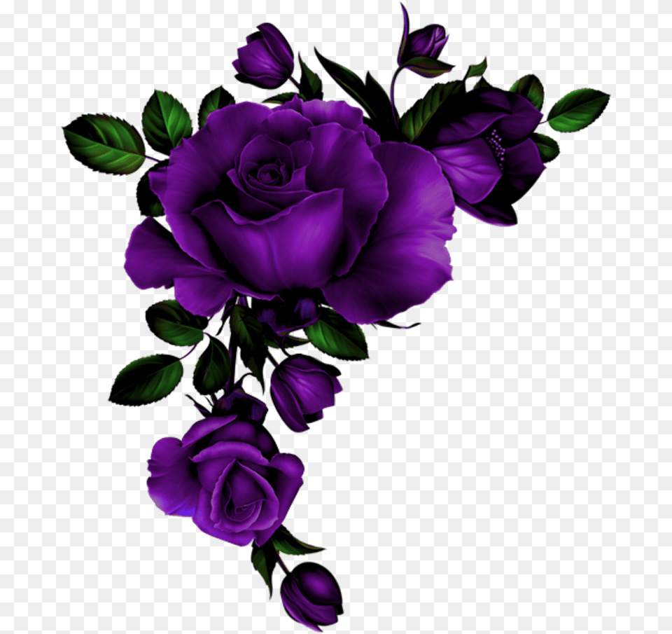 Rose Coin Mauve Transparent Background Rose Border, Purple, Flower, Flower Arrangement, Flower Bouquet Free Png Download