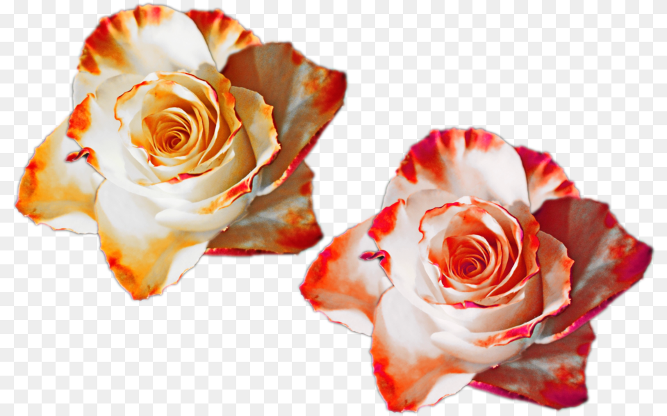 Rose Color Orange Flower, Petal, Plant, Flower Arrangement Free Transparent Png