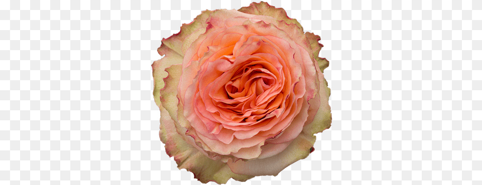 Rose Colosseum, Flower, Plant, Petal Free Transparent Png