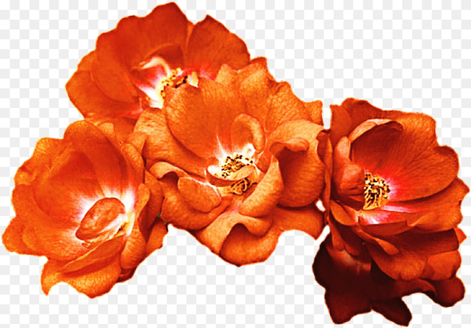 Rose Crown Clipart Vector Download Orange Rose Crown Orange Flower Crown, Anther, Geranium, Petal, Plant Png Image