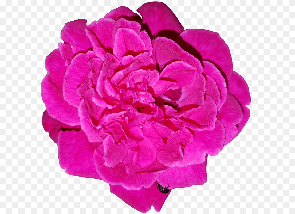 Rose Cut Out Flower Photo On Pixabay Common Peony, Carnation, Geranium, Plant, Petal Free Png