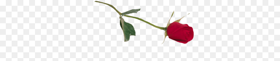 Rose Cutouts Transparent Red Flower Laying, Petal, Plant, Smoke Pipe, Leaf Png Image