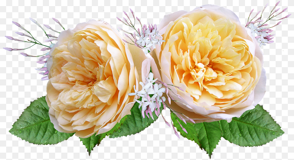Rose David Austin Yellow Rosas De Color Amarillo Y Naranja, Flower, Flower Arrangement, Flower Bouquet, Plant Free Transparent Png