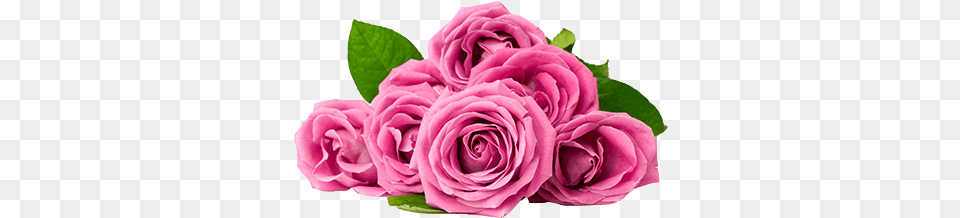 Rose De Mai Essential Oil Engagement Anniversary Wishes For Friend, Flower, Plant, Petal Png