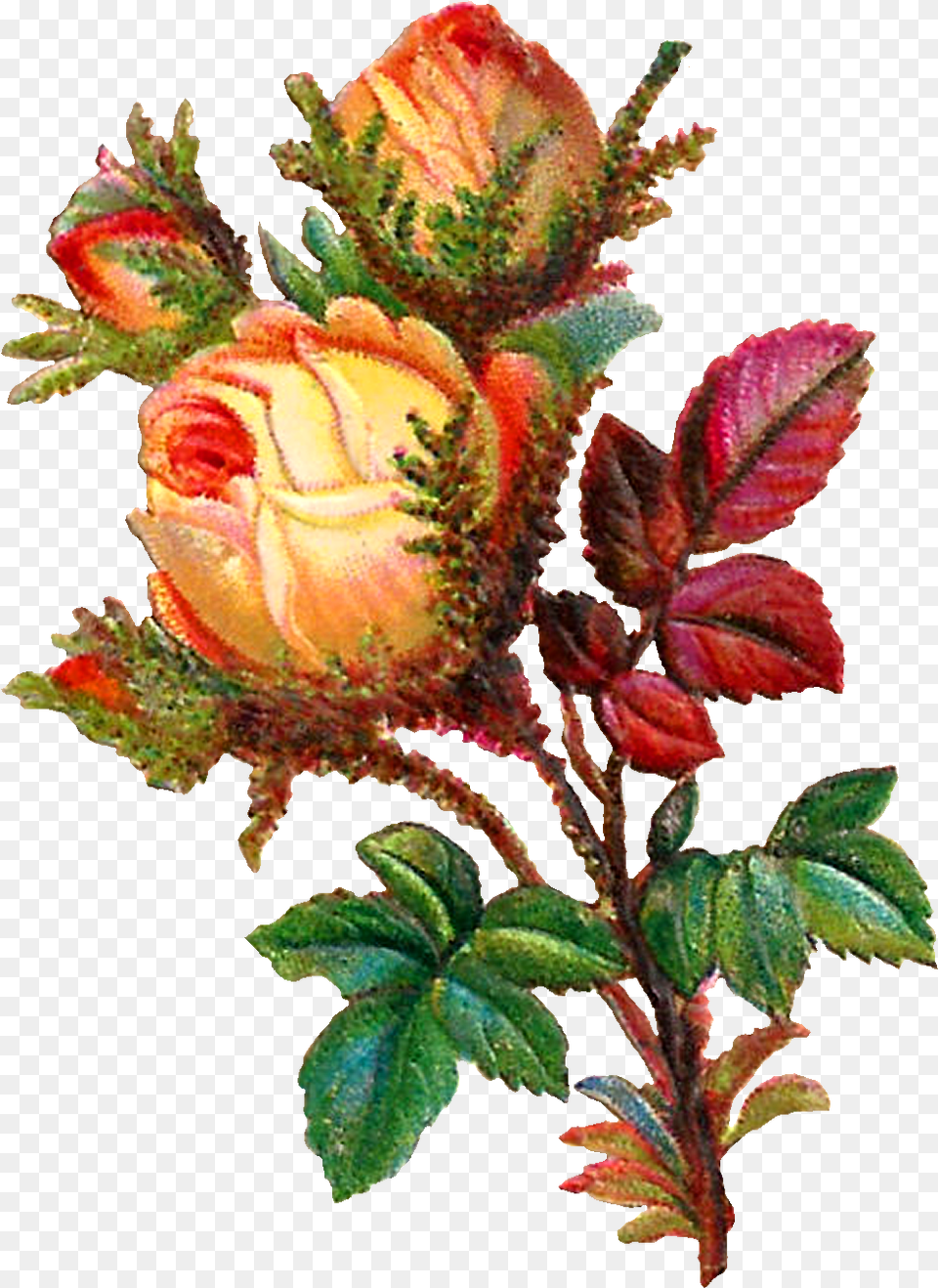 Rose Digital, Leaf, Bud, Sprout, Flower Free Png