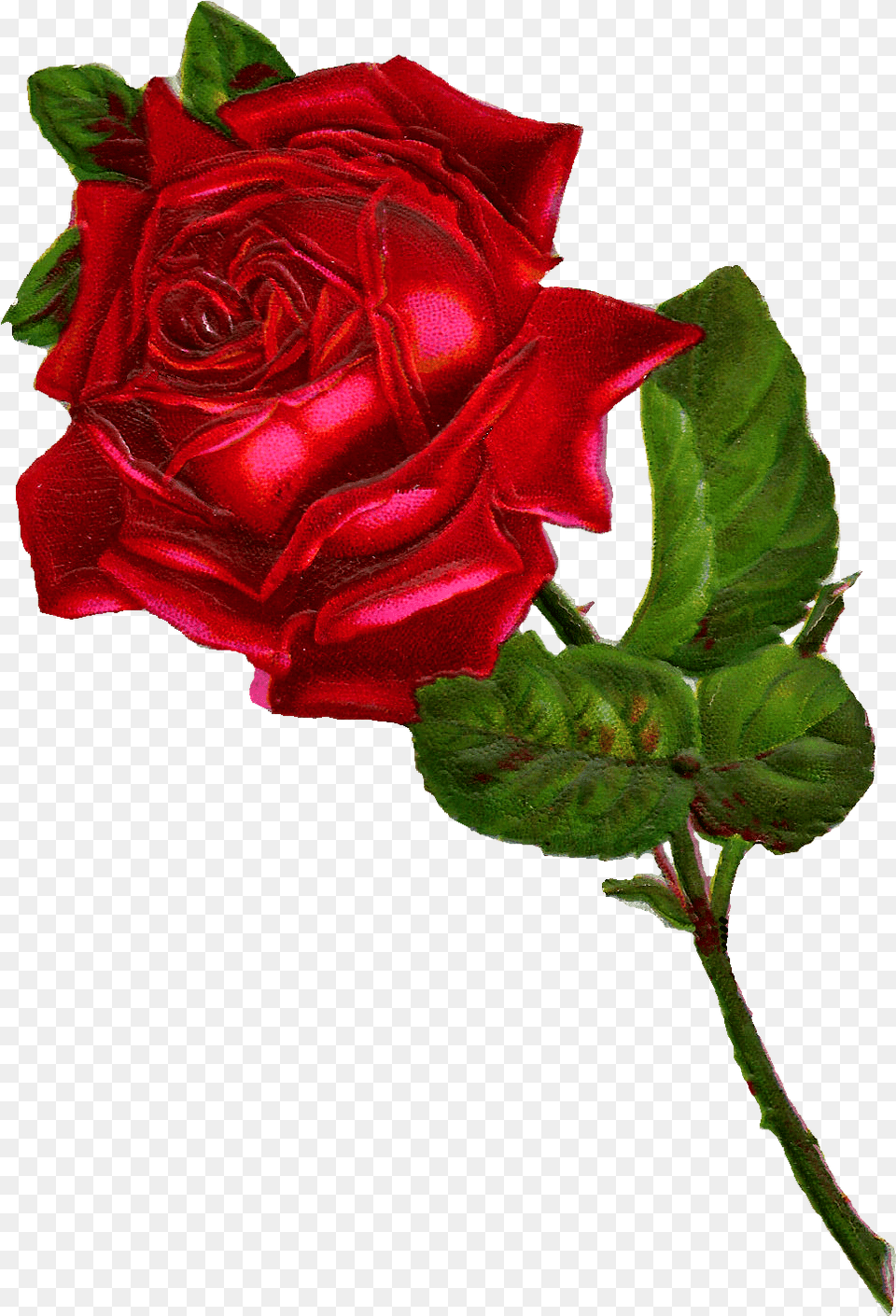 Rose Digital Clip Art Clipart Vintage Red Rose, Flower, Plant Png Image