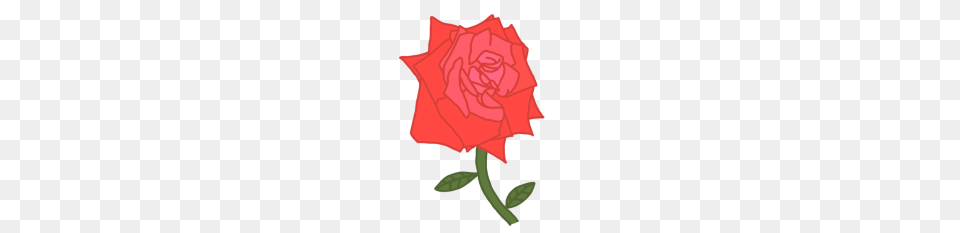 Rose Drawing, Flower, Plant, White Board Png Image