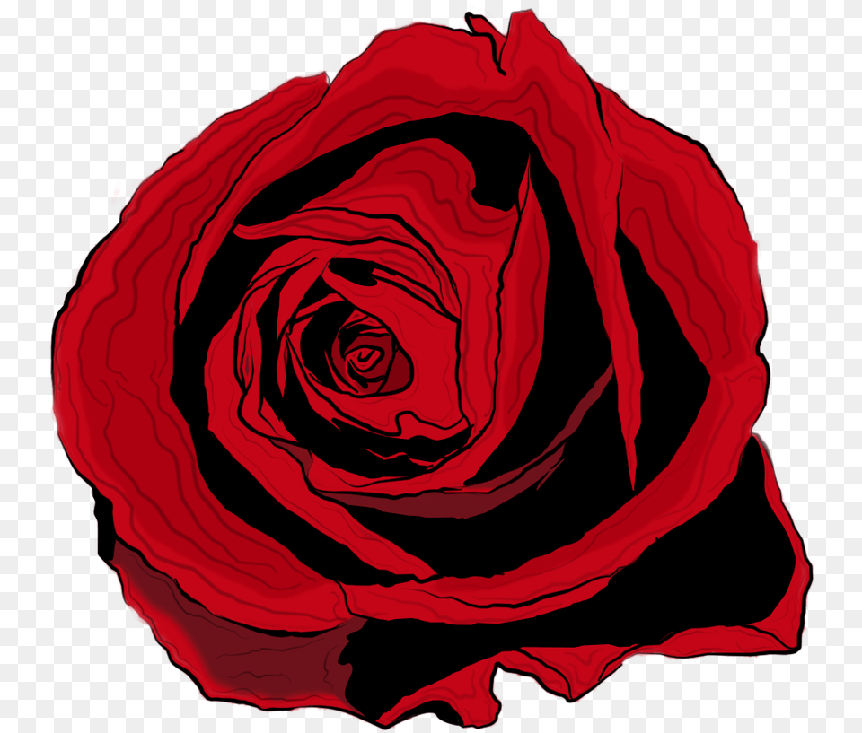 Rose Drawing, Flower, Plant Png Image