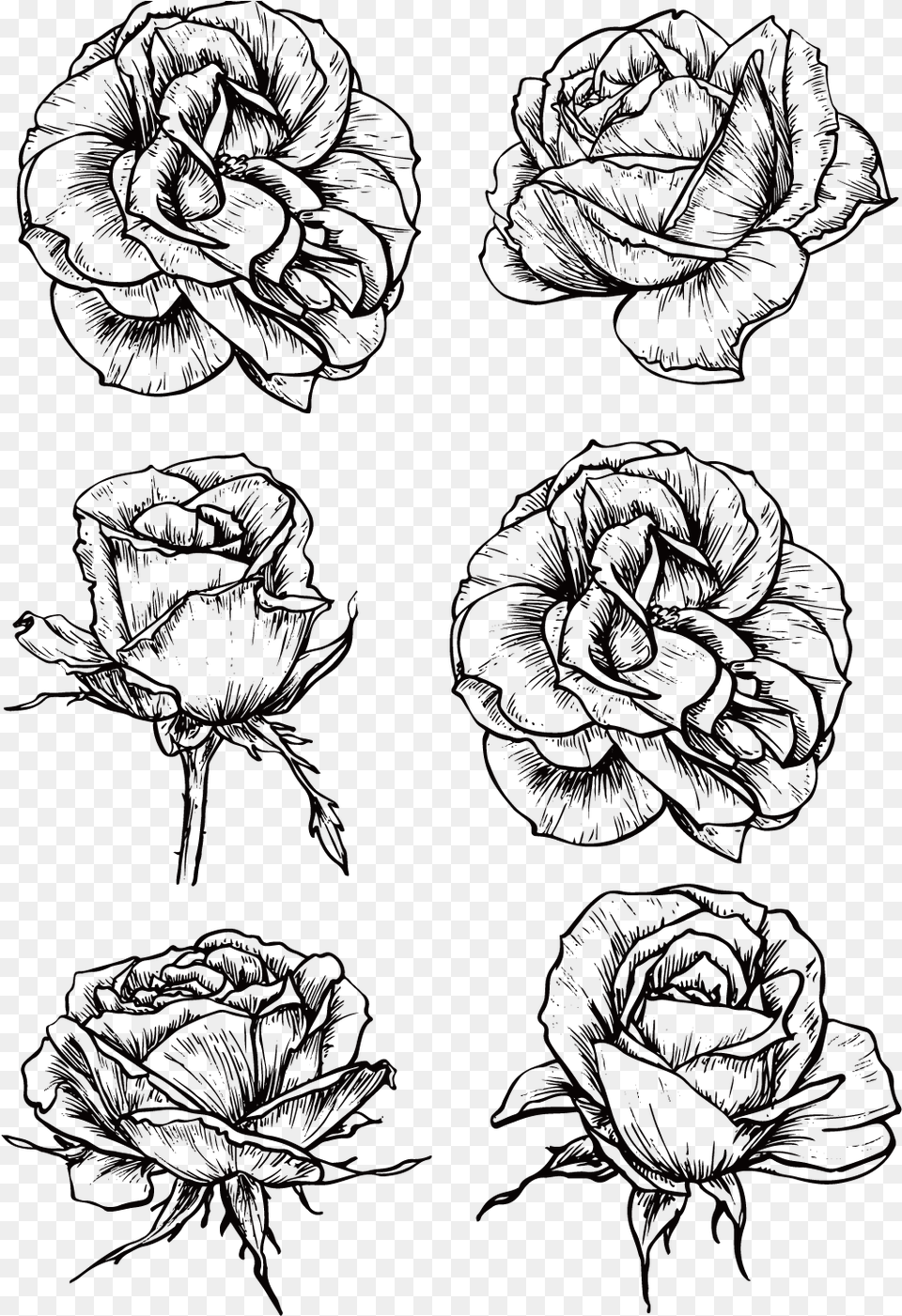 Rose Drawing Black And Rose Flower Black And White Drawing, Pattern, Accessories, Art Free Transparent Png