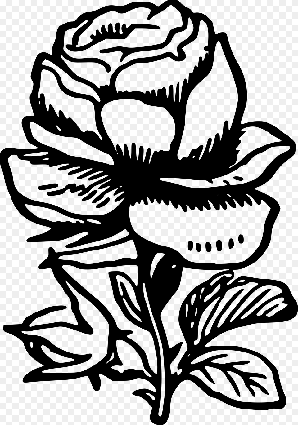 Rose Drawing In, Gray Free Transparent Png