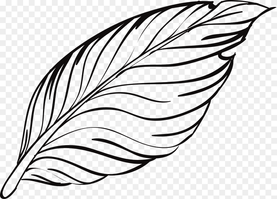 Rose Drawing Outline 17 Buy Clip Art Feather Outline, Leaf, Plant, Person, Accessories Free Transparent Png