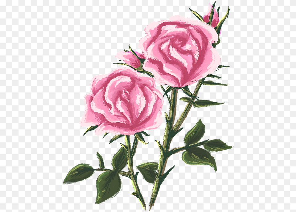 Rose Drawing Painting Rosebush Drawing, Flower, Plant, Carnation Free Png Download