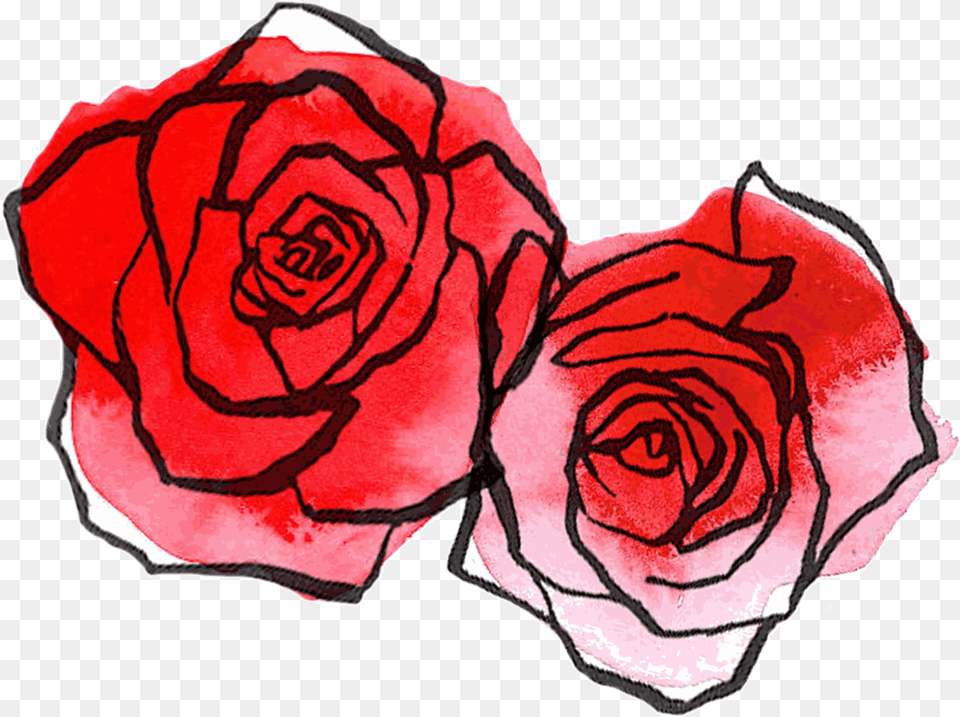 Rose Drawing Transparent, Flower, Petal, Plant Png