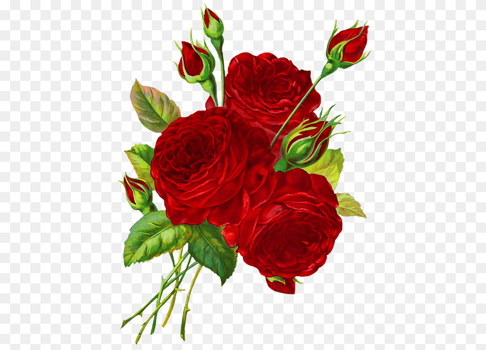 Rose Drawing Transparent Background, Flower, Flower Arrangement, Flower Bouquet, Plant Png Image
