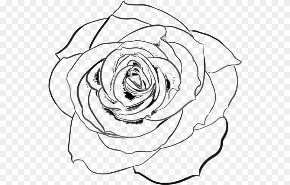 Rose Drawing Transparent Rose Line Art, Gray Free Png Download