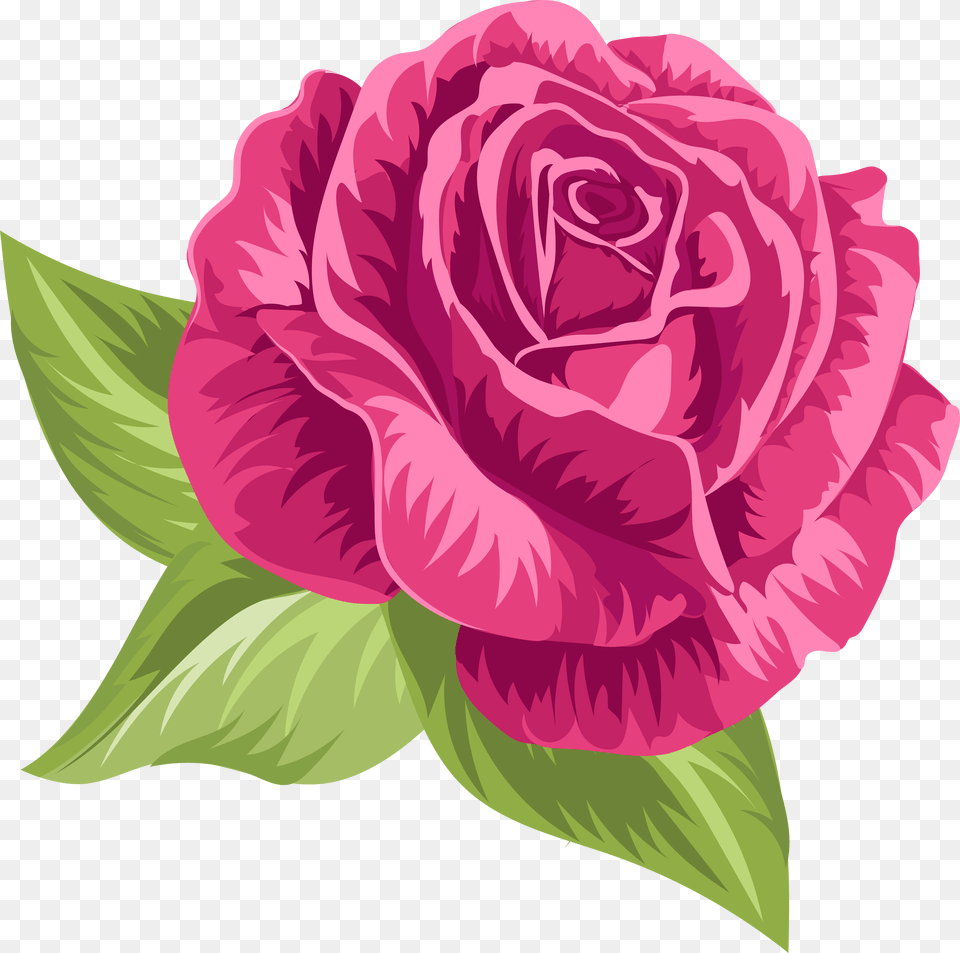 Rose Drawing Vintage Roses, Flower, Plant, Carnation Png