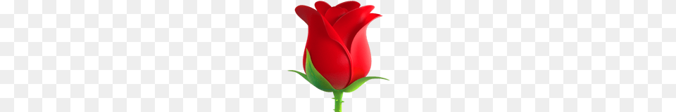 Rose Emoji On Apple Ios, Flower, Plant, Tulip Png