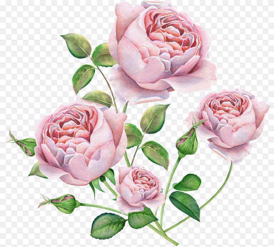 Rose English Rose Watercolor Roses Pink Color Beautiful English Rose Photos Download, Flower, Plant, Petal Png Image