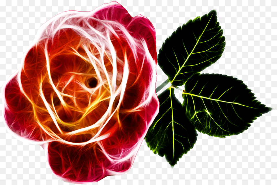 Rose Fiery Love Photo Transparent Abstract Rose, Flower, Pattern, Plant, Baby Free Png Download