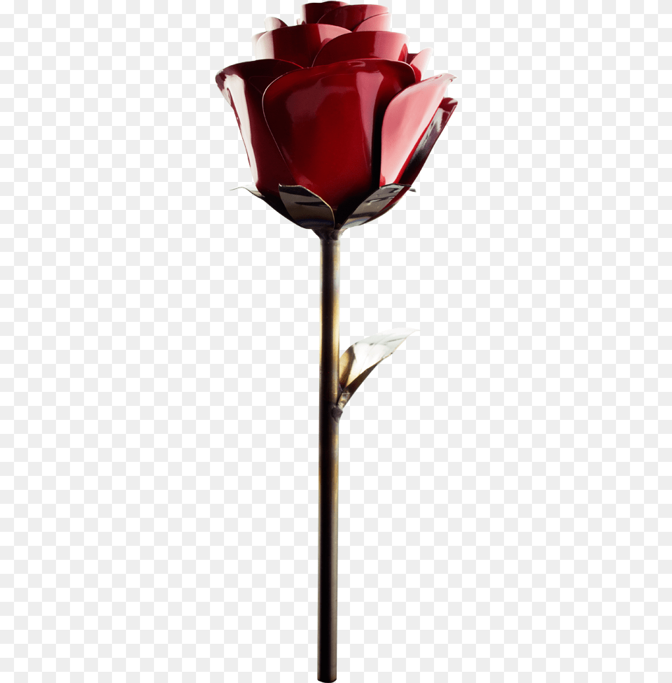 Rose Fire Flower, Plant, Petal Free Png
