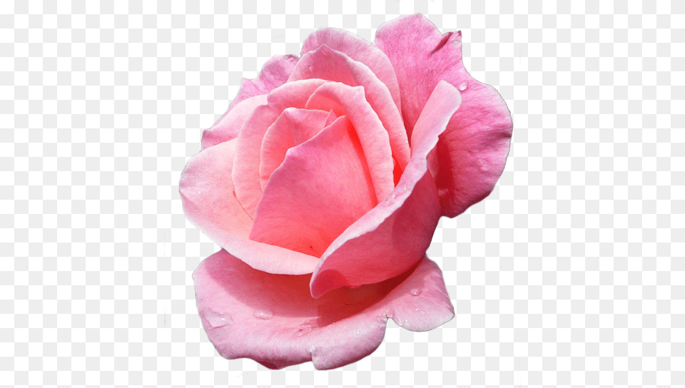 Rose Fleur Fleur Rose, Flower, Petal, Plant Png
