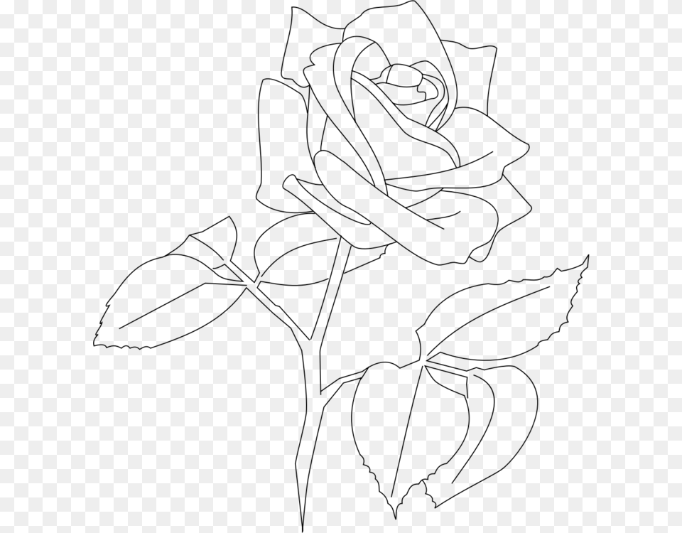 Rose Floral Design Flower Line Art White Transparent Rose Line Art, Gray Png