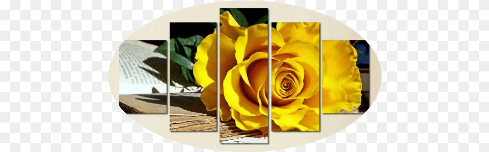 Rose Flower 5 Piece Wall Art Free Global Shipping U0026 Framed Rose, Plant, Collage Png