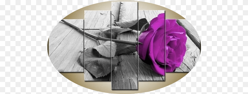 Rose Flower 5 Piece Wall Art Global Shipping U0026 Framed Romantic Hot Red Roses, Collage, Plant, Purple, Photography Free Png