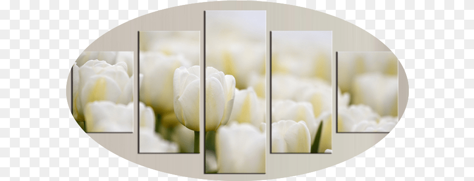 Rose Flower 5 Piece Wall Art Global Shipping U0026 Framed Tulip, Collage, Photography, Plant, Petal Free Png Download