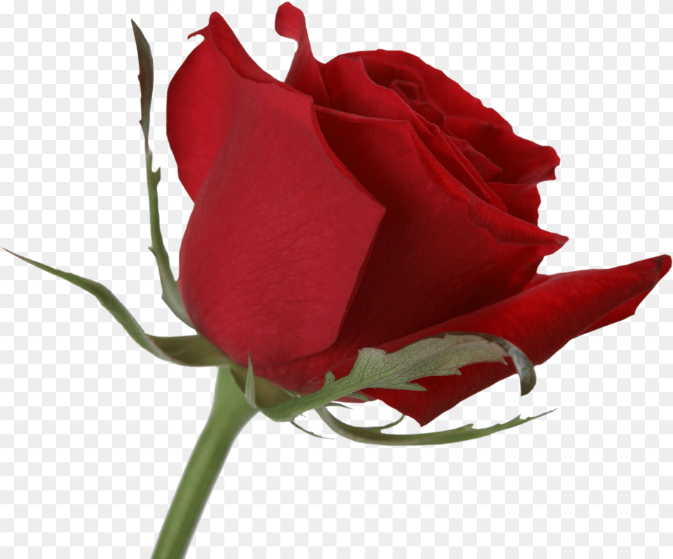 Rose Flower, Plant Png Image