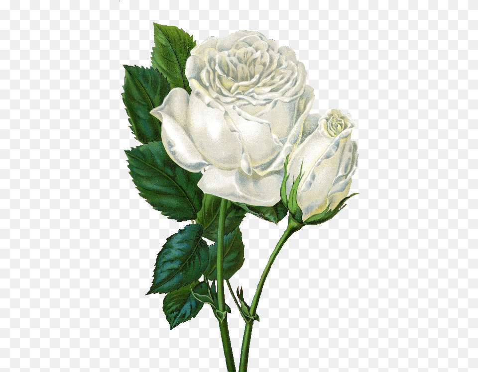 Rose Flower Animated Gif, Plant Free Png Download