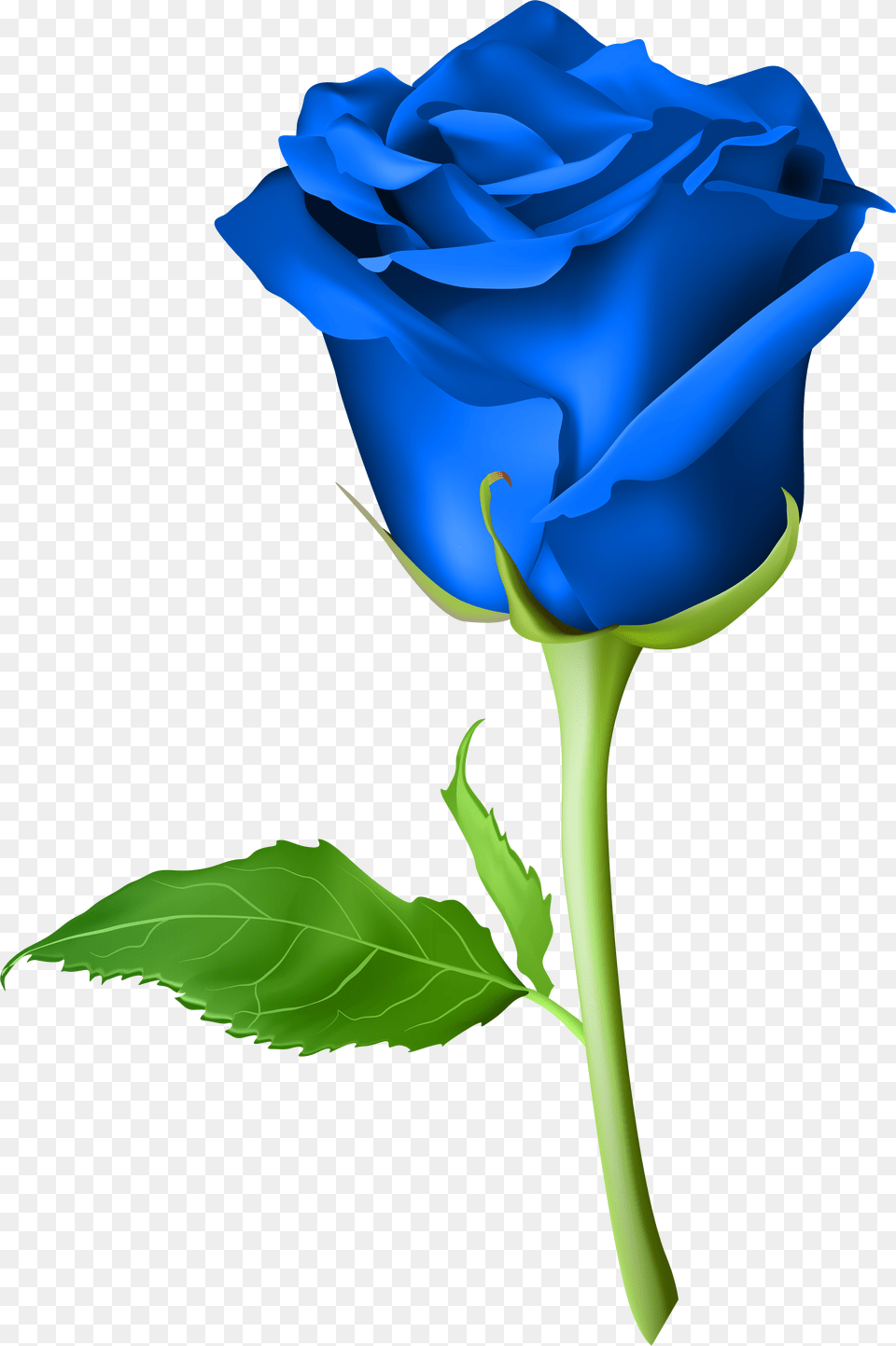 Rose Flower Blue Rose Flower, Plant, Adult, Female, Person Png Image