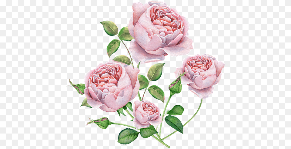 Rose Flower Bouquet Vector, Plant, Pattern Free Png