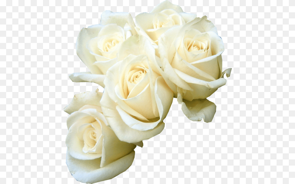 Rose Flower Bouquet White Clip Art White Roses Vector, Petal, Plant, Flower Arrangement, Flower Bouquet Png