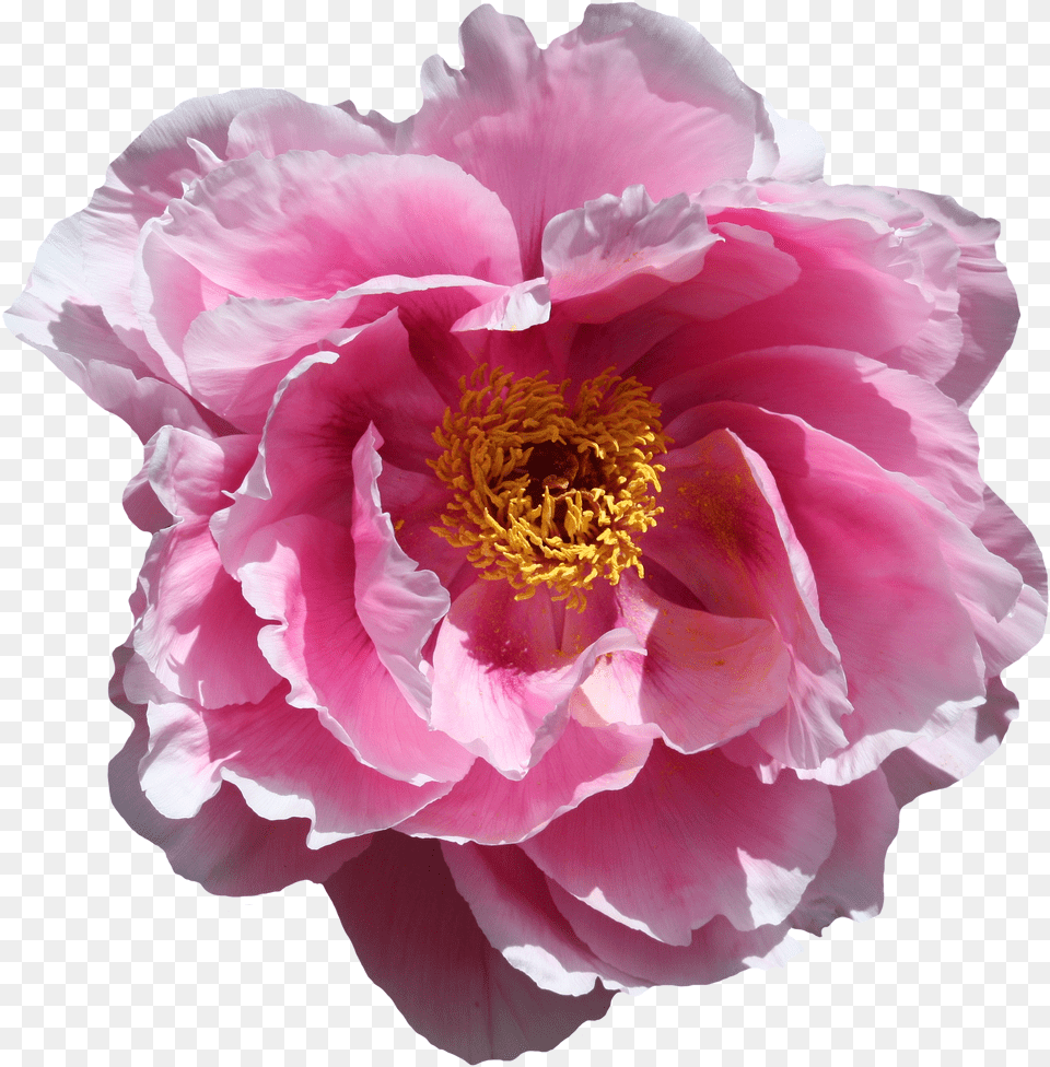 Rose Flower Bunga Mawar Tanpa Background Png