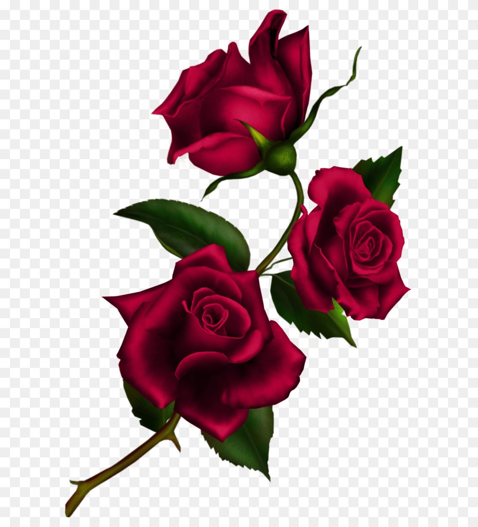 Rose Flower Clip Art, Plant, Flower Arrangement, Flower Bouquet Free Transparent Png