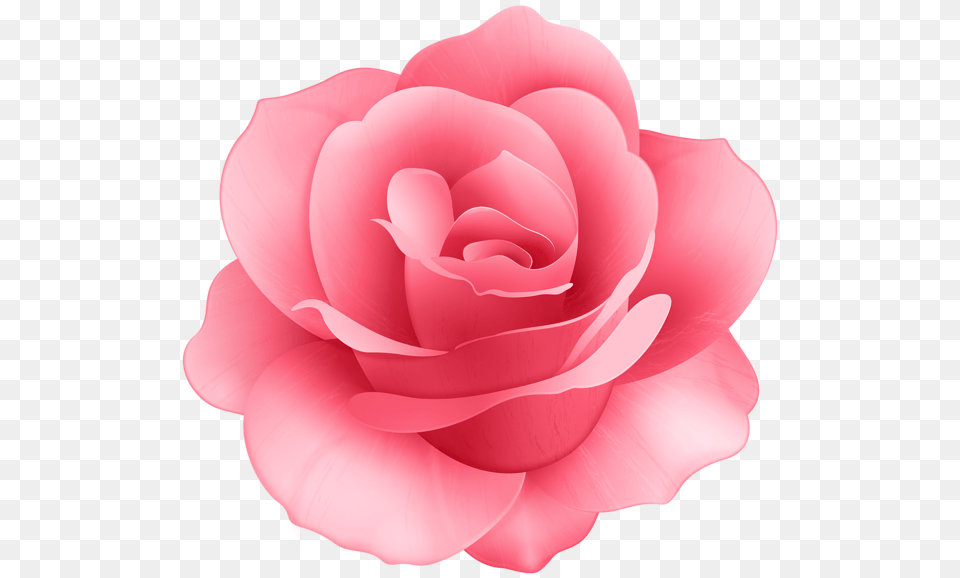Rose Flower Clip Art, Petal, Plant, Carnation Png