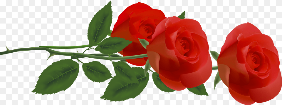 Rose Flower Clip Art Clip Art, Plant Free Png