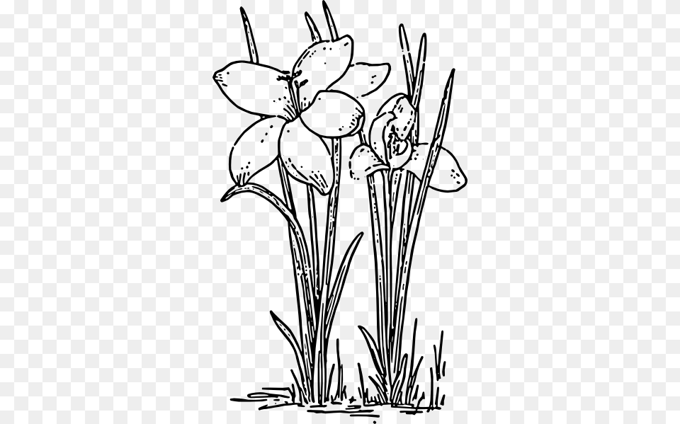 Rose Flower Crocus Clip Art, Plant, Drawing, Daffodil, Person Png Image